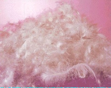 Down and Feather Raw Material 1.jpg